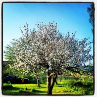 bloomingtree