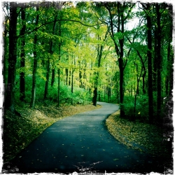 tree-lined road