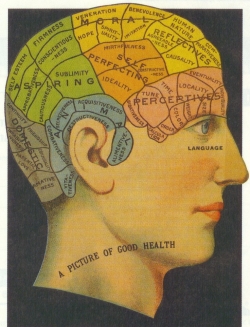 brain