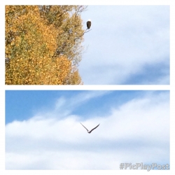 eagle
