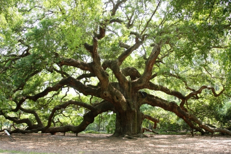 292150647_Angel_Oak_15